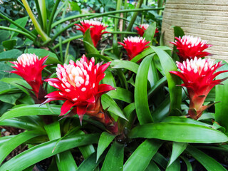 Flowers of Guzmania (Latin Guzmania), a genus of evergreen herbaceous plants of the Bromeliad family. a bright red flower on the background of the greenery of the Bothnian garden in Seoul