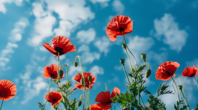 ANZAC, Remembrance Day Celebration,red poppy flowers with blue sky.A day to honour, remember, and pay our respects. 