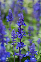 Salvia officinalis