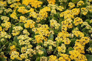 Kalanchoe blossfeldiana