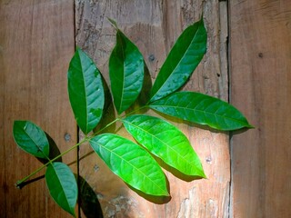 leaves on wooden background