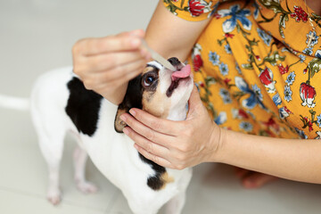 The dog owner gives liquid medicine into his pet dog's mouth with a pipette.