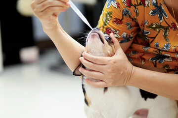 The dog owner gives liquid medicine into his pet dog's mouth with a pipette.