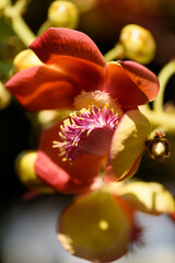 Close-up of beautiful orange tropical tree flowers on a tree in spring, summer season