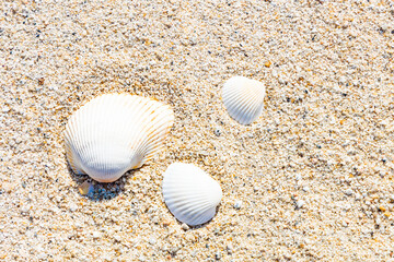 砂浜に落ちる白い貝殻の静寂な風景