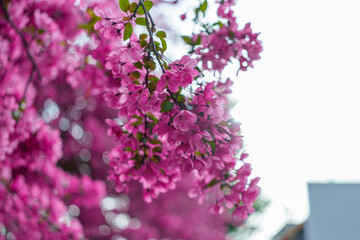 lilac flowers on a tree