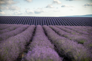 Blooming lavender in a field in Provence. Fantastic summer mood, floral sunset landscape of meadow lavender flowers. Peaceful bright and relaxing nature scenery.