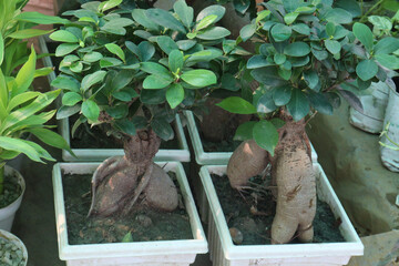 Ficus microcarpa tree on pot in farm