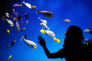 Fish in an aquarium. Oceanarium. Ocean fish in the aquarium. Nature protection concept. Fish...