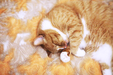 Ginger cat sleeping on soft white blanket, cozy home and relax concept, cute red or ginger little...
