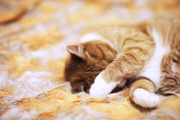Ginger cat sleeping on soft white blanket, cozy home and relax concept, cute red or ginger little...