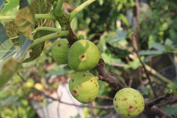 Fig fruit on tree in farm