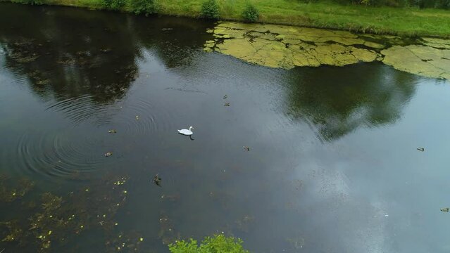 Pond Swan Slupsk Staw Aerial View Poland