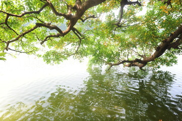 Trees around Hoan Kiem lake, Ha Noi, Viet Nam