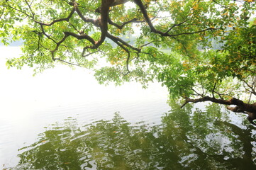 Trees around Hoan Kiem lake, Ha Noi, Viet Nam