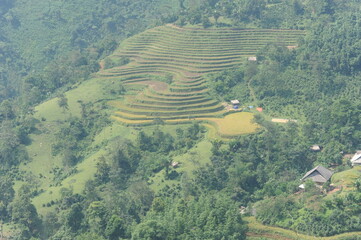 green terraces in Hoang Su Phi, a province in the north of Viet Nam