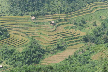 green terraces in Hoang Su Phi, a province in the north of Viet Nam