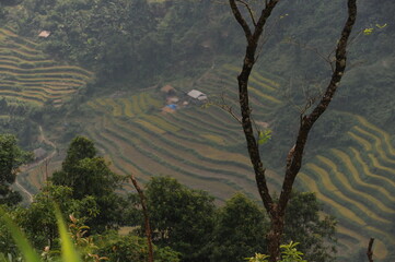 green terraces in Hoang Su Phi, a province in the north of Viet Nam