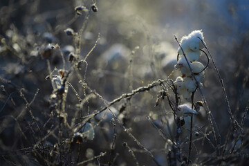 White snow on a bare tree branches on a frosty winter day, close up. Natural background. Selective...