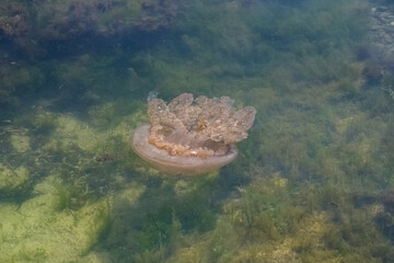 A barrel jellyfish in the sea in Brittany, in seaweeds
- 784209843