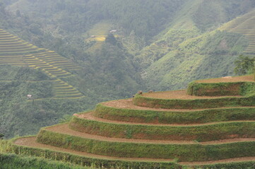 green terraces in Hoang Su Phi, a province in the north of Viet Nam