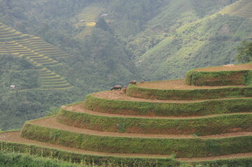 green terraces in Hoang Su Phi, a province in the north of Viet Nam