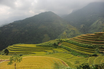 Fototapeta premium the terraces in the north of Viet Nam, Hoang Su Phi