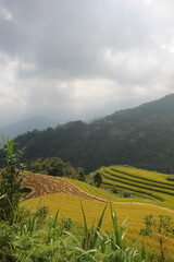Fototapeta premium the terraces in the north of Viet Nam, Hoang Su Phi