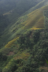 the terraces in the north of Viet Nam, Hoang Su Phi