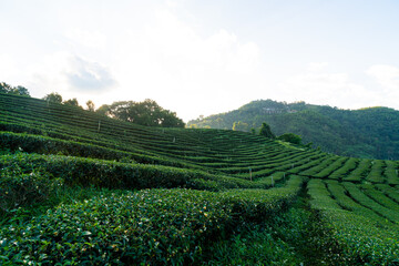 tea plantation and green tea plantation
