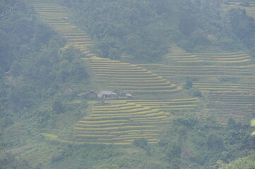 the terraces in the north of Viet Nam, Hoang Su Phi