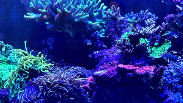coral reef aquarium tank with fishes