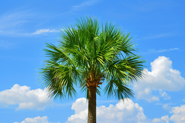 Fototapeta premium Single Palm Tree Against Blue Sky, Tropical Landscape, Summer Vibes