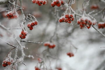 White snow on a bare tree branches on a frosty winter day, close up. Natural background. Selective...