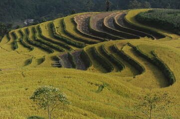 the terraces in the north of Viet Nam, Hoang Su Phi