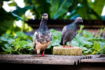 a beautiful pigeon stranding on a roof, pigeon with blur background