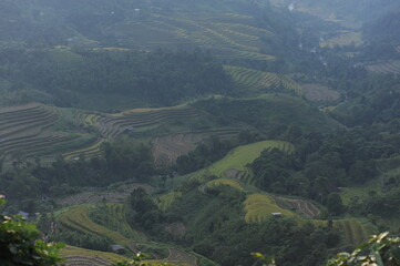 Terrain farm in Hoang Su Phi, the east north of Viet Nam