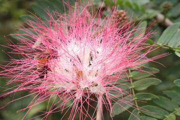 Calliandra haematocephala leaf plant on farm