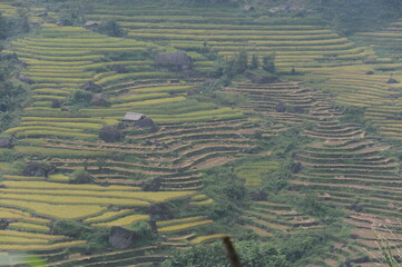 terraced rice field