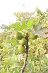 Fig fruit on tree in farm