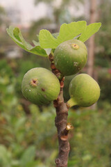Fig fruit on tree in farm