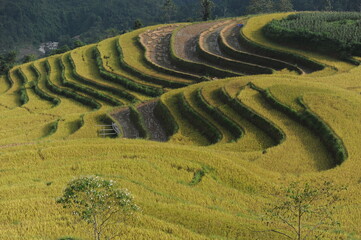 The ladder farms in the north of Vietnam