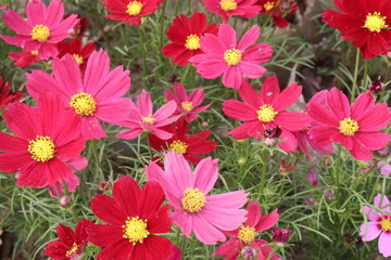 pink colored garden cosmos flower