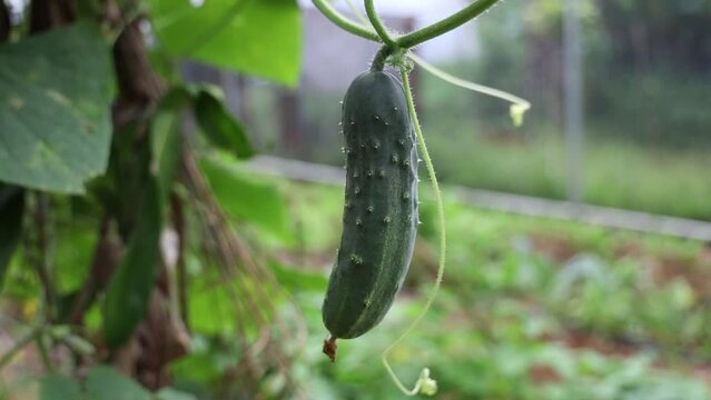Closeup shot of an organic cucumber growing in a backyard garden in daytime with blur background