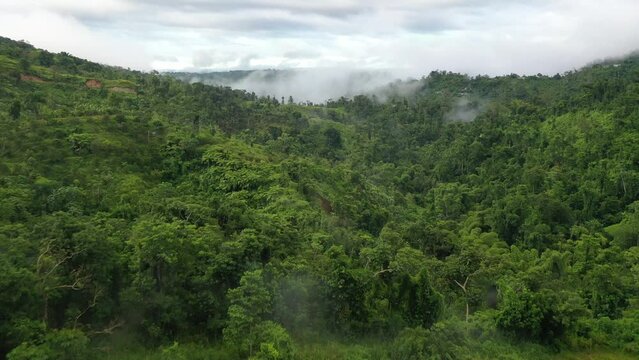 Drone shot of a dense green rain forest covered with light fog on a cloudy day