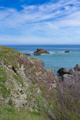 Fototapeta na wymiar Belle-Ile in Brittany, seascape with rocks and cliffs on the Cote Sauvage, with spring flowers 