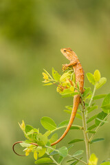 An oriental garden lizard sitting on a plant isolated on natural blurred green background with copy...