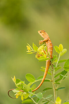 An oriental garden lizard sitting on a plant isolated on natural blurred green background with copy space. It is also known as an eastern garden lizard, a common garden lizard or a changeable lizard.