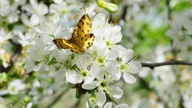 butterfly and bee on a fruit tree branch
