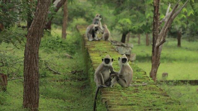 A troop of wild leaf monkeys onthe the ruins of the ancient city of Polonnaruwa. A family of langur hanuman monkey in the jungle